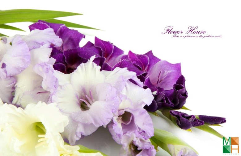Tranh dán tường hoa lan tím đẹp tại Thanh Nhàn, Hai Bà Trưng, Hà Nội FW - 211 Tranh dán tường hoa lan tím đẹp tại Thanh Nhàn, Hai Bà Trưng, Hà Nội FW - 211